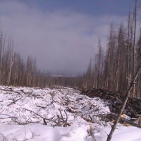 Timber Clearing